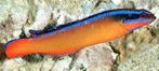 Neon Dottyback (pseudochromis aldabraensi)